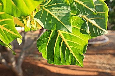 《沙丘：觉醒》将推出“权力博弈”议会机制与沙盒对战